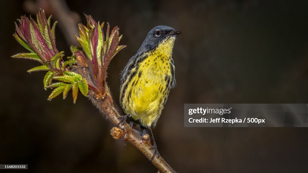 Kirtland's Warbler ( Setophaga Kirtlandii )