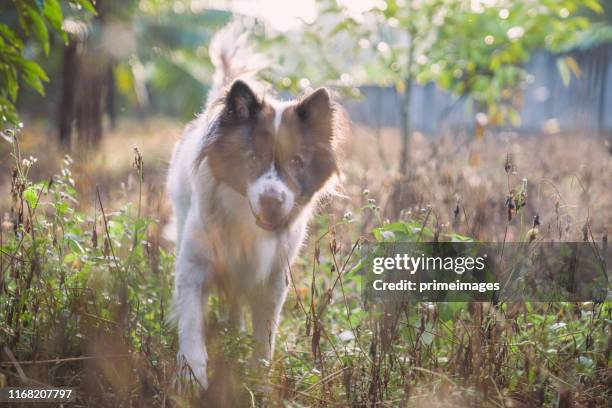 young playful dog roaring walking and playing with playful jack russell terrier pets and agressive  bangkaew dog in outdoor garden in house - cruelity stock pictures, royalty-free photos & images