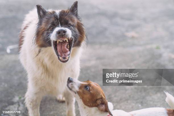 young playful dog roaring walking and playing with playful jack russell terrier pets and agressive  bangkaew dog in outdoor garden in house - cruel stock pictures, royalty-free photos & images
