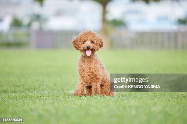 17 228点のプードルのストックフォト Getty Images 17 228点のプードルのストックフォト Getty Images