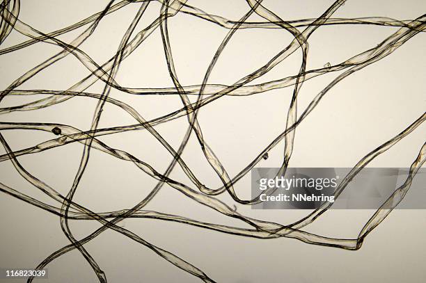 cotton fibers micrograph - microscopic stock pictures, royalty-free photos & images