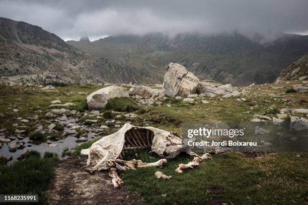 pyrenees landscape - female corpse stock-fotos und bilder