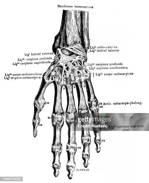 bones ,ligaments of a hand - wrist anatomy stock illustrations