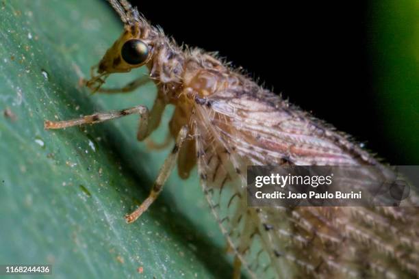 lacewing bug close-up - lacewing stock pictures, royalty-free photos & images