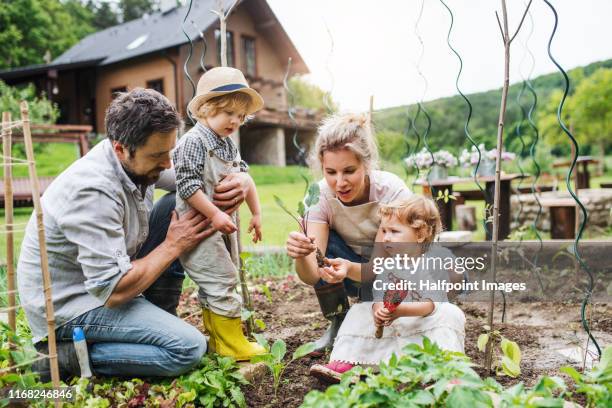 a portrait of cheerful family with two small children outdoors gardening. - family gardening stock-fotos und bilder