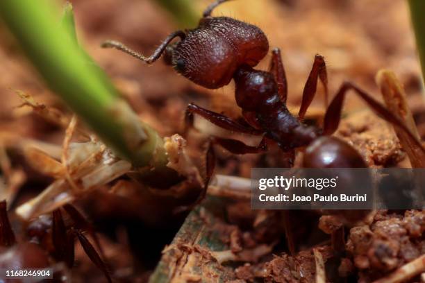 close-up of a big headed ant - ant close up stock pictures, royalty-free photos & images