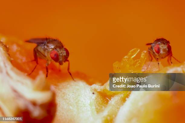 fruit fly details (drosophila) - fruit flies stock pictures, royalty-free photos & images