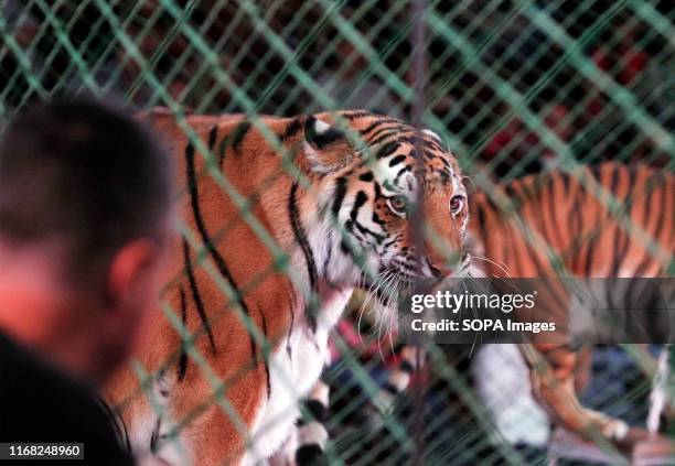 Tigers seen during the presentation of the new fantasy steampunk circus show 'Pendulum of Time' at the Ukrainian National Circus in Kiev, Ukraine....