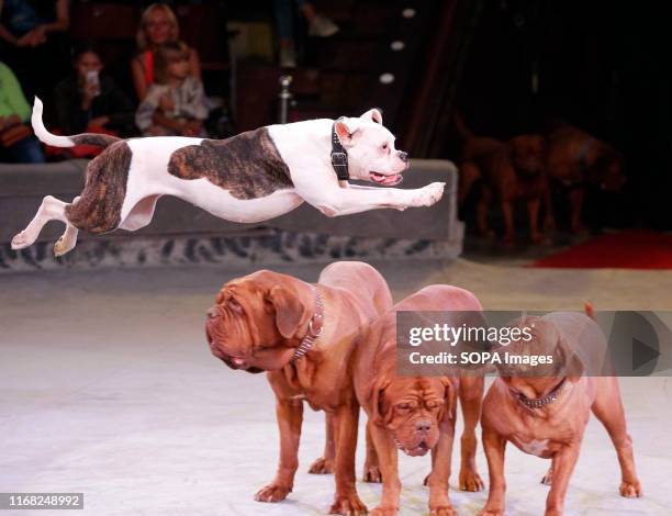 Dogs perform during the presentation of the new fantasy steampunk circus show 'Pendulum of Time' at the Ukrainian National Circus in Kiev, Ukraine....