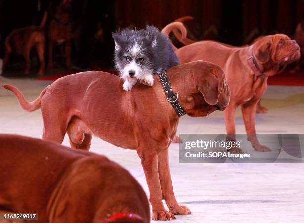 Dogs perform during the presentation of the new fantasy steampunk circus show 'Pendulum of Time' at the Ukrainian National Circus in Kiev, Ukraine....