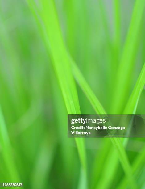 green grass - swaying stock pictures, royalty-free photos & images