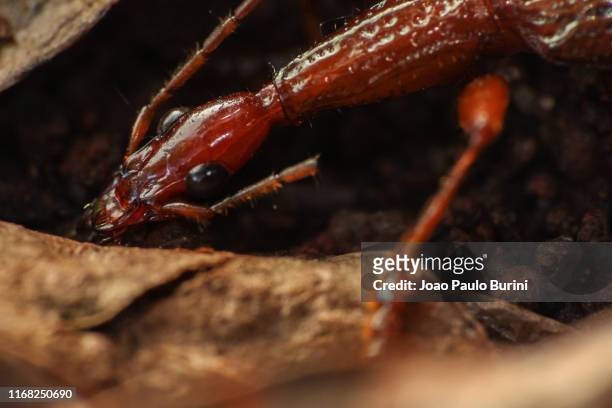 red predatory beetle (carabidae, agra) - inseto stock pictures, royalty-free photos & images