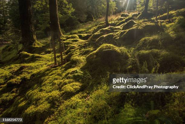sun sets on the forest floor - moss stock pictures, royalty-free photos & images