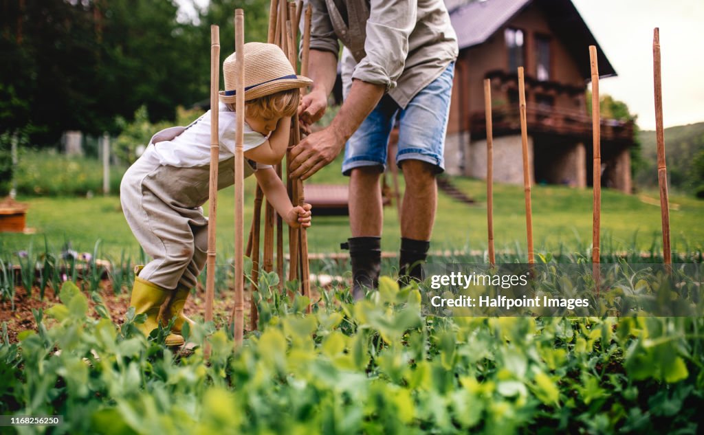 Unrecognizable father with small child outdoors gardening.
