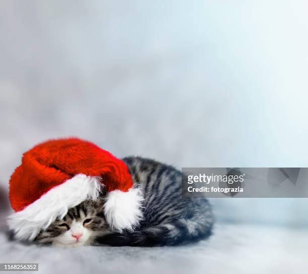 little kitty wearing santa's hat. copy space. - cat with red hat foto e immagini stock