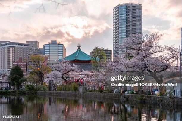 shinobazunoike bentendo temple at shinobazu pond, japanese cherry blossom, ueno park, tokyo, japan - ueno park stock-fotos und bilder