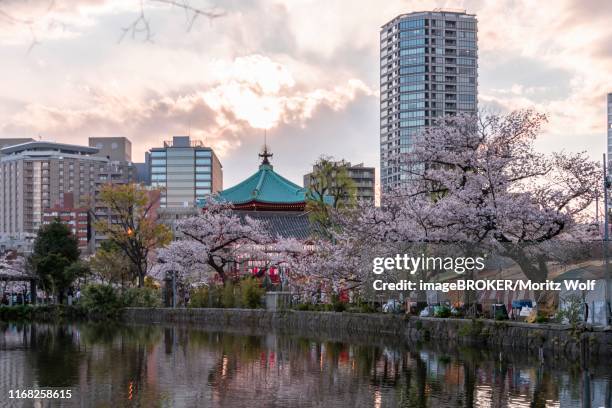 shinobazunoike bentendo temple at shinobazu pond, japanese cherry blossom, ueno park, tokyo, japan - ueno park stock pictures, royalty-free photos & images