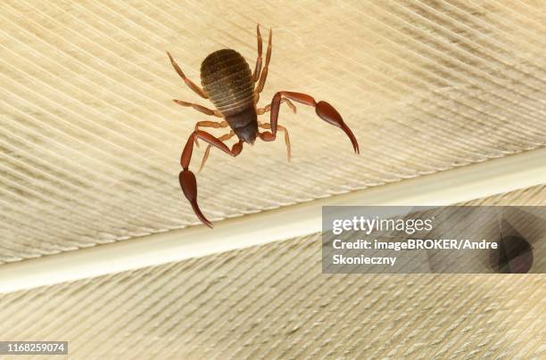 pseudoscorpion (chelifer cancroides) runs over a spring of the long-eared owl, germany - pseudoscorpion stock pictures, royalty-free photos & images