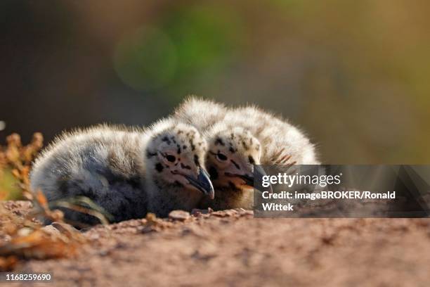 european herring gulls (larus argentatus), two chicks lying close together on the ground, helgoland, schleswig-holstein, germany - gråtrut bildbanksfoton och bilder