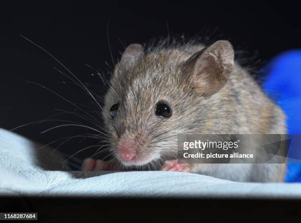 September 2019, Brandenburg, Niederfinow: A house mouse is sitting on the glove of Iva Martincová, biologist from the Czech Republic, in the research...