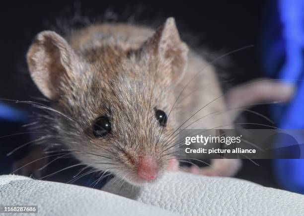 September 2019, Brandenburg, Niederfinow: A house mouse is sitting on the glove of Iva Martincová, biologist from the Czech Republic, in the research...