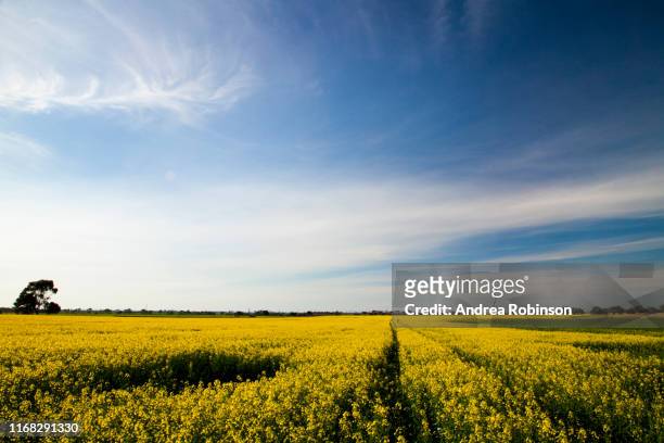 canola fields in full flower during summer near geelong, victoria, australia - brassica rapa stock pictures, royalty-free photos & images