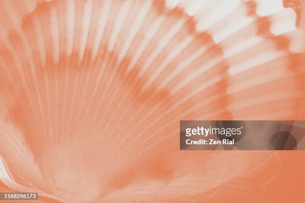 shell backlit and color converted to shades of pink - florida outline stock pictures, royalty-free photos & images
