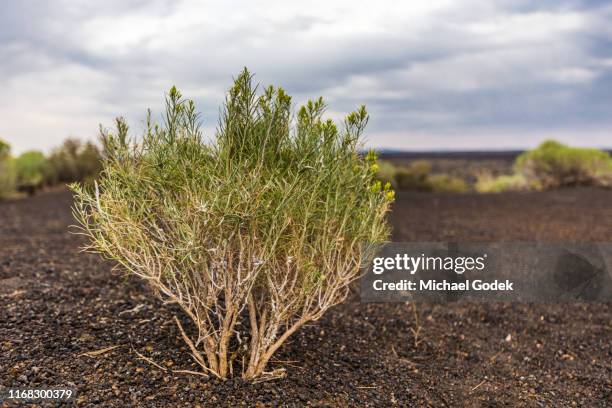 sage bush in volcanic rock near craters of the moon idaho - sagebrush stock pictures, royalty-free photos & images