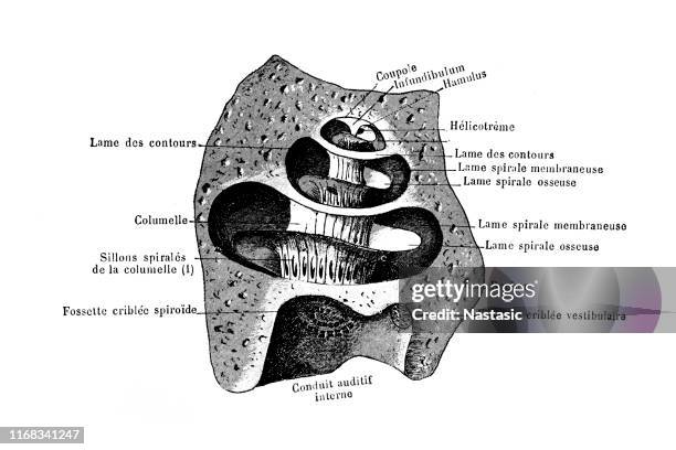 ilustrações de stock, clip art, desenhos animados e ícones de the bony part of the inner ear - órgão de corti