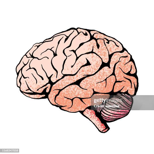 brain with noisy textures - human muscle stock illustrations