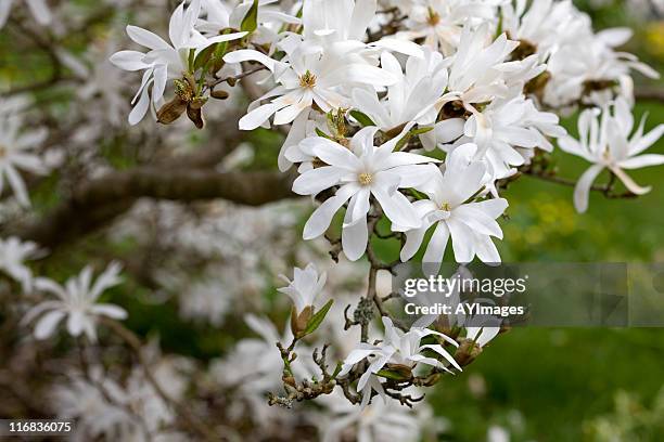 star magnolia (m. stellata) - star magnolia trees stock pictures, royalty-free photos & images