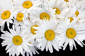 A lot of big white daisies flower in bloom on black background close up, many chamomile flowers bunch, floral texture backdrop, camomiles blossom pattern, romantic bouquet design, decorative wallpaper