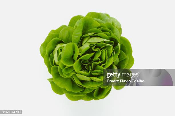 baby lettuce head - green leafy vegetables fotografías e imágenes de stock