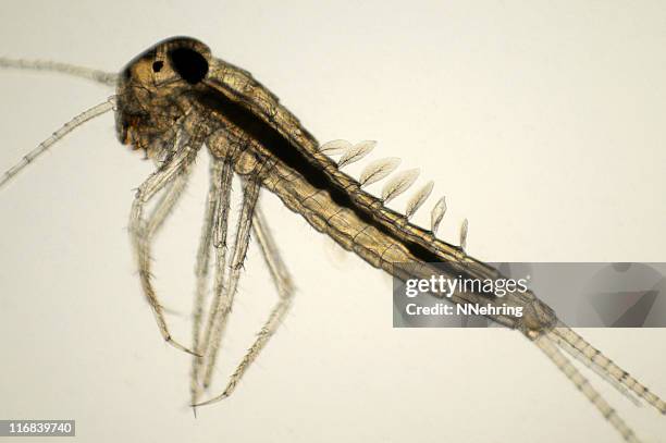 mayfly nymph, baetis species, micrograph - mayfly nymph stock pictures, royalty-free photos & images