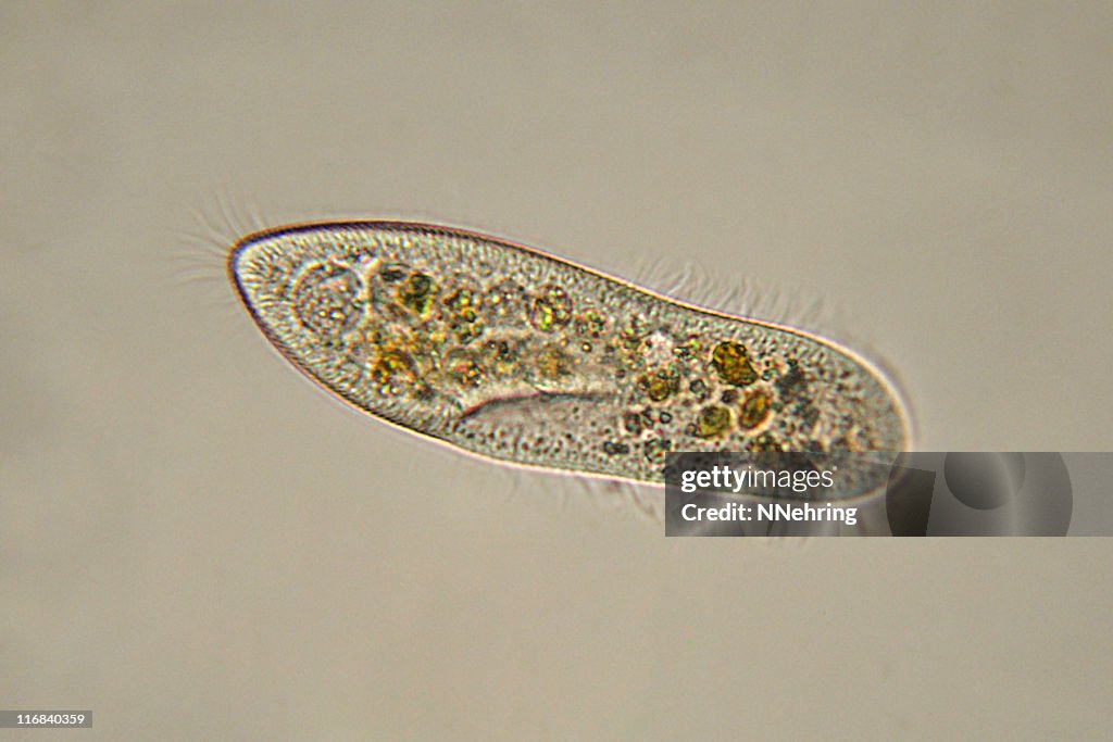 Paramecium caudatum Aufnahme