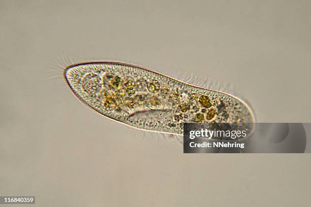 paramecium caudatum micrograph - paramecium stockfoto's en -beelden