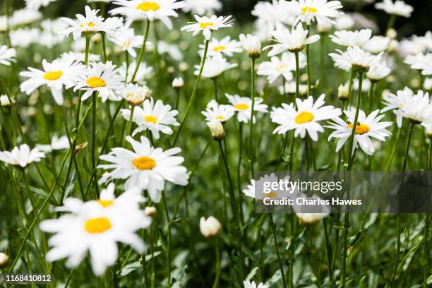 leucanthemum x superbum. common name oxeye daisy - margarita común fotografías e imágenes de stock