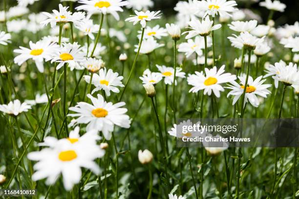 leucanthemum x superbum. common name oxeye daisy - oxeye daisy stock pictures, royalty-free photos & images