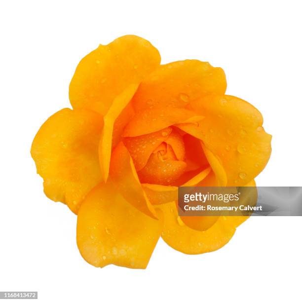 orange rose with water drops, close-up from above, on white. - yellow roses - fotografias e filmes do acervo