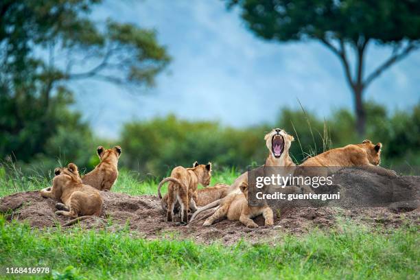 leona con cachorros en las llanuras verdes de masai mara - tanzania fotografías e imágenes de stock