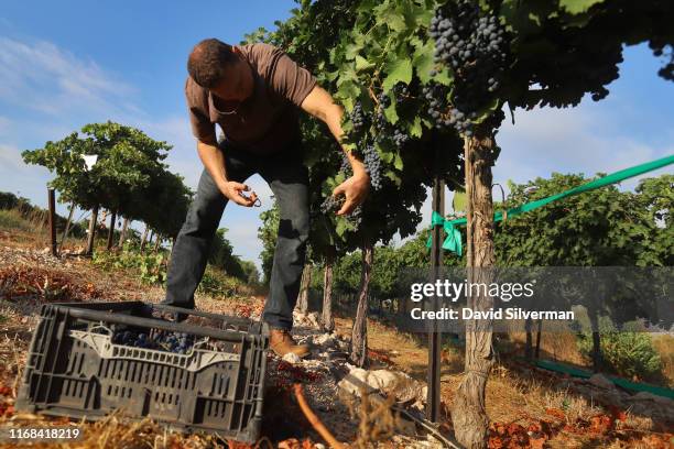 Worker selectively harvests slightly under-ripe Cabernet Sauvignon grapes to make a Blanc de Noir wine, a white wine produced from red wine grapes...