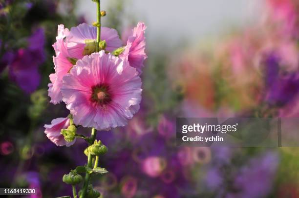hollyhock flower blossoms in the park - hollyhock stock pictures, royalty-free photos & images