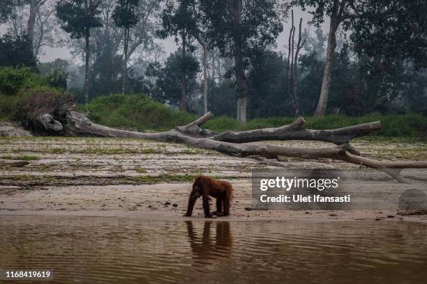 Borneo orangutan is seen at Salat island as haze from the forest fires blanket the area at Marang on September 15, 2019 in the outskirts of...