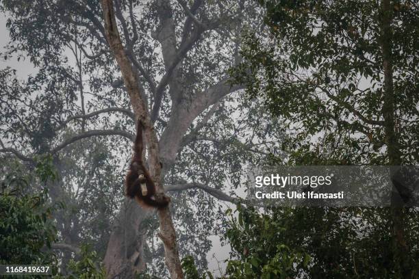 Borneo orangutan is seen at Salat island as haze from the forest fires blanket the area at Marang on September 15, 2019 in the outskirts of...