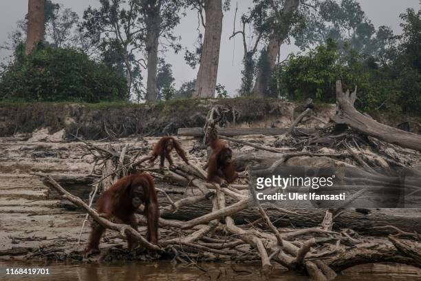 Borneo orangutans are seen in Salat island as haze from the forest fires blanket the area at Marang on September 15, 2019 in the outskirts of...