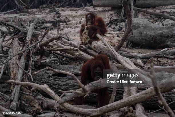 Borneo orangutans are seen in Salat island as haze from the forest fires blanket the area at Marang on September 15, 2019 in the outskirts of...