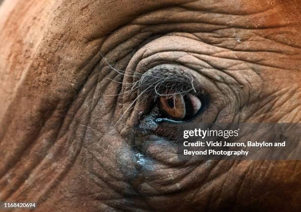 close up of baby african elephant eye in nairobi, kenya - elephant eyes 個照片及圖片檔