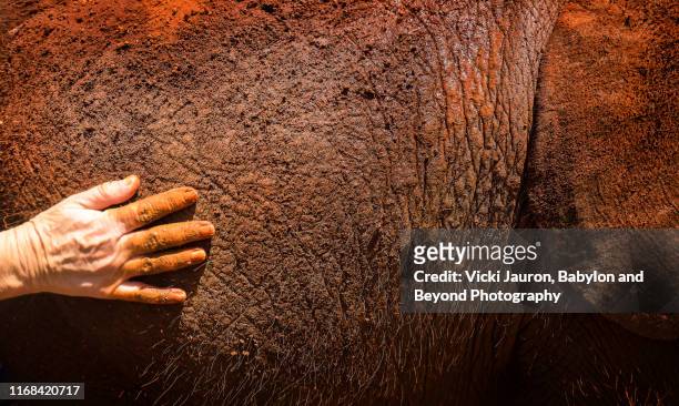 human hand on baby elephant in nairobi, kenya - ゾウの鼻 ストックフォトと画像