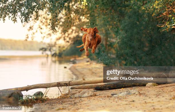 jumping dog - 犬　川 ストックフォトと画像