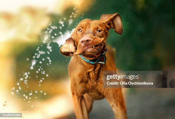 wet face of dog - 犬　水 ストックフォトと画像